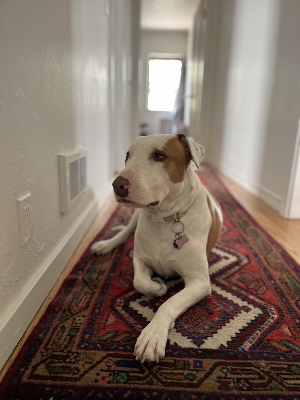 Sharki in the hallway